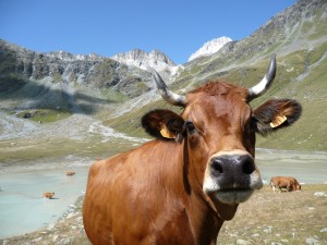 Vache au lac Blanc - Parc National de la Vanoise.